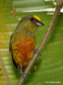 Olive-backed Euphonia (Euphonia gouldi) male in La Selva Reserve