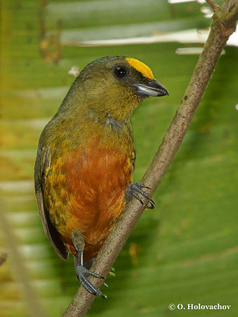 Olive-backed Euphonia (Euphonia gouldi) male in La Selva Reserve