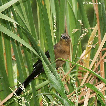 Great-tailed Grackle Quiscalus mexicanus Inbioparque Heredia