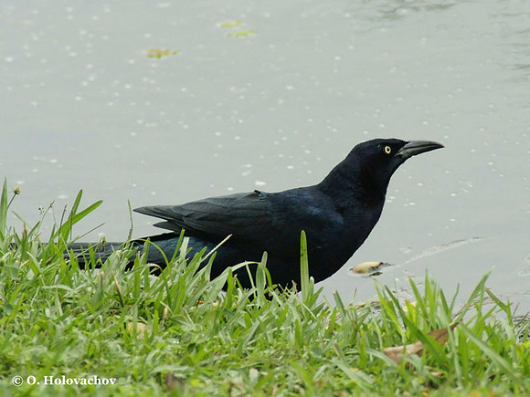 Great-tailed Grackle (Quiscalus mexicanus) male in Inbioparque, Heredia
