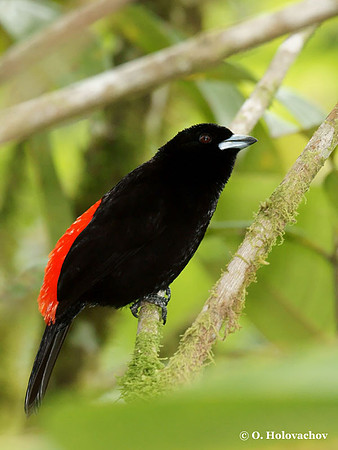 Passerini's Tanager (Ramphocelus passerini) male in La Selva Reserve