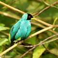 Green Honeycreeper (Chlorophanes spiza) male in La Selva Reserve