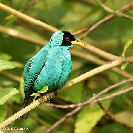 Green Honeycreeper (Chlorophanes spiza) male in La Selva Reserve