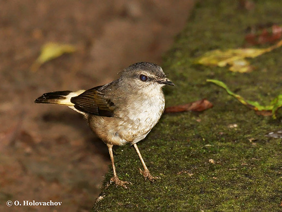 Buff-rumped Warbler (Phaeothlypis fulvicauda) in La Selva Reserve