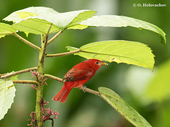 Summer Tanager (Piranga rubra) male in La Selva Reserve