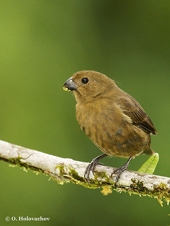 Variable Seedeater (Sporophila americana) female in La Selva Reserve