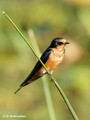 Barn Swallow (Hirundo rustica) in Palo Verde National Park
