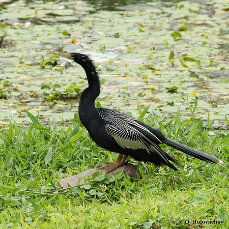 Anhinga (Anhinga anhinga) male in the Inbioparque, Heredia
