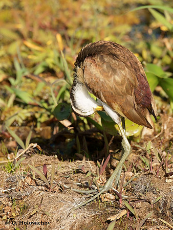 Northern Jacana (Jacana spinosa) juvenile in Palo Verde National Park