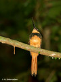 Rufous-tailed Jacamar (Galbula ruficauda) in Carara National Park