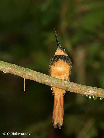 Rufous-tailed Jacamar (Galbula ruficauda) in Carara National Park