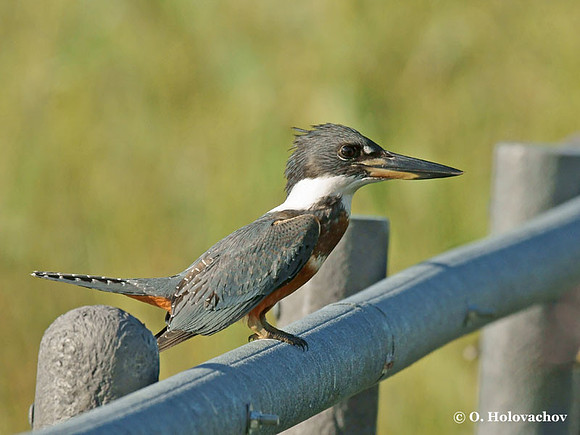 Ringed Kingfisher (Ceryle torquata) in Palo Verde National Park