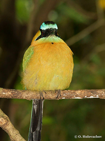 Blue-crowned Motmot (Momotus momota) in the Inbioparque, Heredia