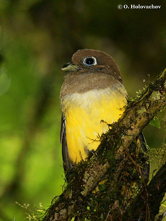 Black-throated Trogon (Trogon rufus) female in La Selva Reserve
