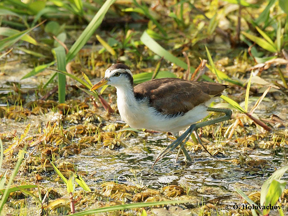 Northern Jacana (Jacana spinosa) juvenile in Palo Verde National Park