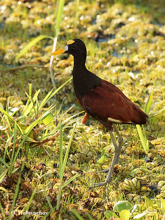 Northern Jacana (Jacana spinosa) adult in Palo Verde National Park