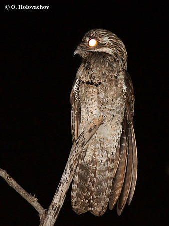 Common Potoo (Nyctibius griseus) in Palo Verde National Park