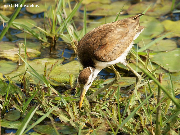 Northern Jacana (Jacana spinosa) juvenile in Palo Verde National Park
