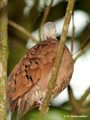Ruddy Ground Dove (Columbina talpacoti) in La Selva Reserve