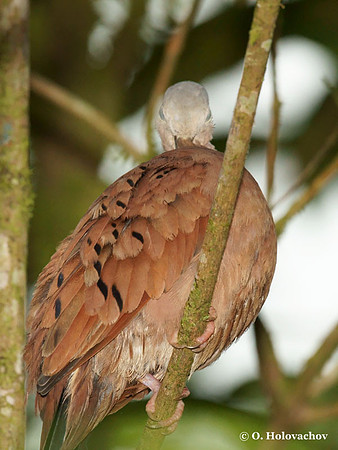 Ruddy Ground Dove (Columbina talpacoti) in La Selva Reserve