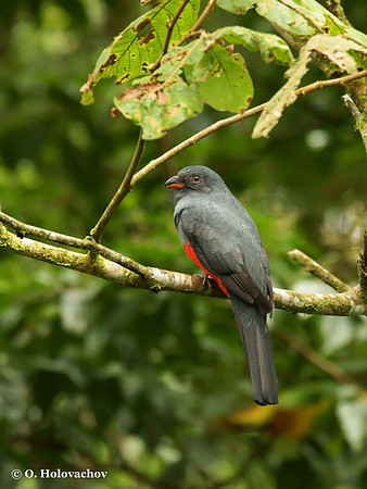 Slaty-tailed Trogon (Trogon massena) female in La Selva Reserve