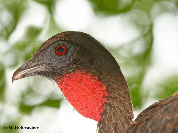 Crested Guan (Penelope purpurescens) in La Selva Reserve
