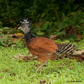 Grested Curassow (Crax rubra) female in La Selva Reserve