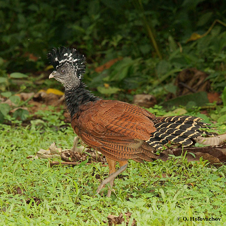 Grested Curassow (Crax rubra) female in La Selva Reserve