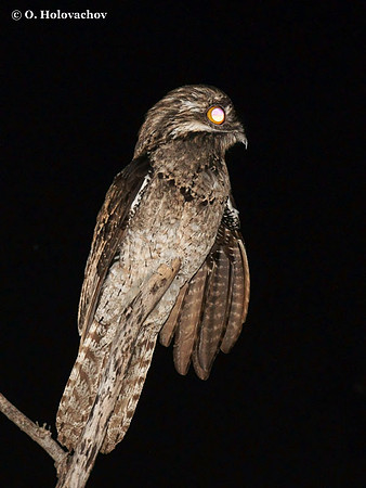 Common Potoo (Nyctibius griseus) in Palo Verde National Park