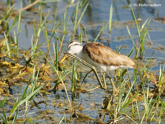 Northern Jacana (Jacana spinosa) juvenile in Palo Verde National Park