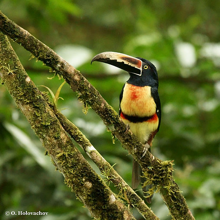 Collared Aracari (Pteroglossus torquatus) in La Selva Reserve