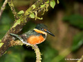 rm-data; name="title"American Pigmy Kingfisher (Chloroceryle aenea) in La Selva Reserve