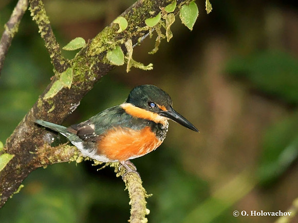 rm-data; name="title"American Pigmy Kingfisher (Chloroceryle aenea) in La Selva Reserve
