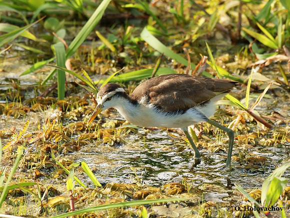 Northern Jacana (Jacana spinosa) juvenile in Palo Verde National Park