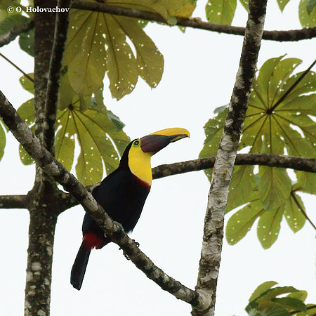 Chestnut-mandibled Toucan (Ramphastos swainsonii) in La Selva Reserve