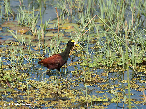 Northern Jacana (Jacana spinosa) adult in Palo Verde National Park