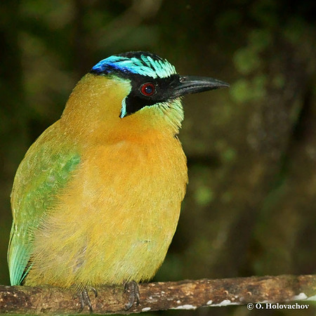 Blue-crowned Motmot (Momotus momota) in the Inbioparque, Heredia