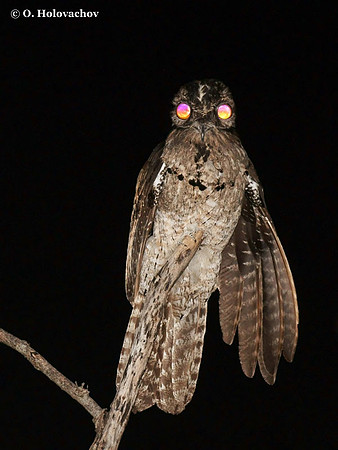 Common Potoo (Nyctibius griseus) in Palo Verde National Park