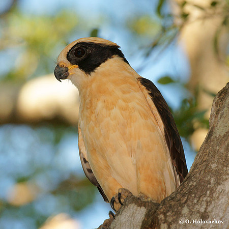 Laughing Falcon (Herpetotheres cachinnans) in Palo Verde National Park