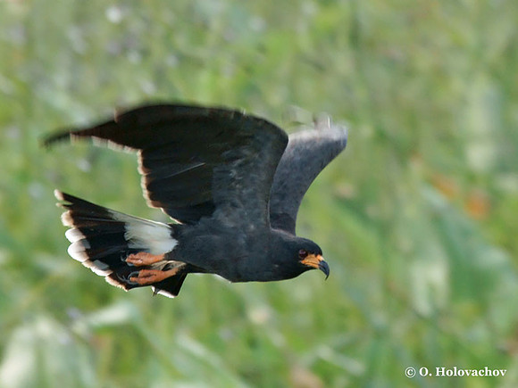 Snail Kite (Rostrhamus sociabilis) in Palo Verde National Park