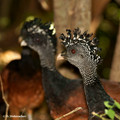 Grested Curassow (Crax rubra) female in Palo Verde National Park