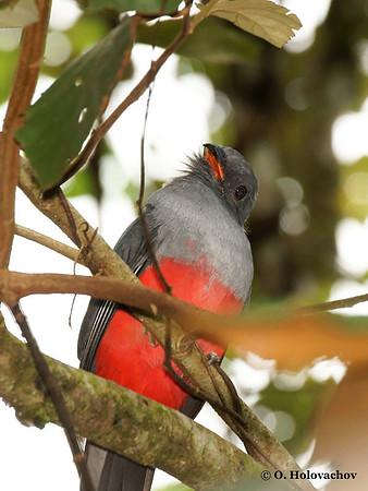 Slaty-tailed Trogon (Trogon massena) female in La Selva Reserve