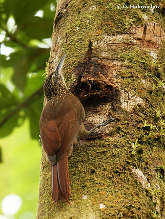 Unidentified Woodcreeper in La Selva Reserve