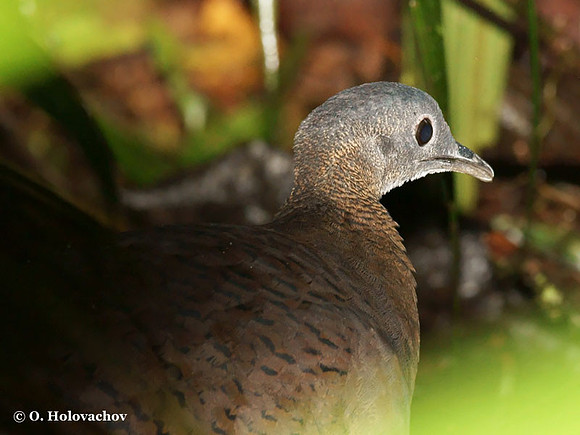 Great Tinamou (Tinamus major) in La Selva Reserve