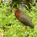 Green Heron (Butorides virescens) in the Inbioparque, Heredia
