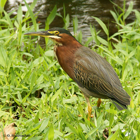 Green Heron (Butorides virescens) in the Inbioparque, Heredia