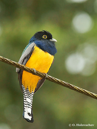 Violaceous Trogon (Trogon violaceus) in La Selva Reserva