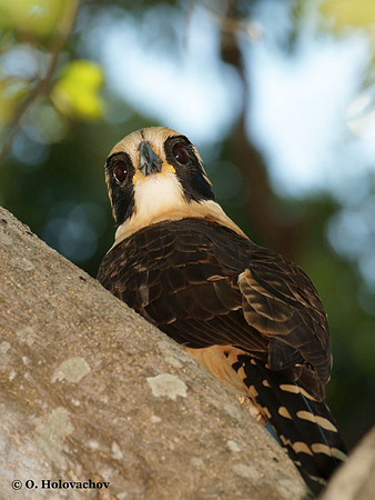 Laughing Falcon (Herpetotheres cachinnans) in Palo Verde National Park