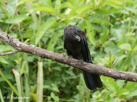 Groove-billed Ani (Crotophaga sulcirostris) in Carara National Park