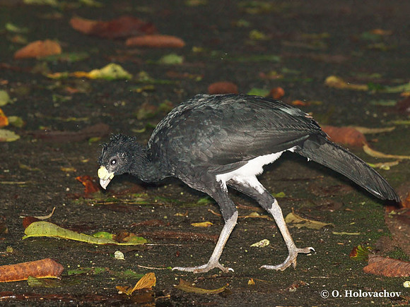 Grested Curassow (Crax rubra) male in La Selva Reserve